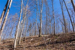 property photo for Creek Hollow Phase I Tract 53, 7.13 acres for sale in Rockcastle County, Kentucky