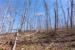 property photo for Creek Hollow Phase I Tract 53, 7.13 acres for sale in Rockcastle County, Kentucky