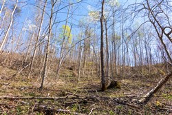 property photo for Creek Hollow Phase I Tract 53, 7.13 acres for sale in Rockcastle County, Kentucky