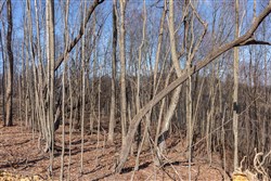 Creek Hollow Phase I Tract 9