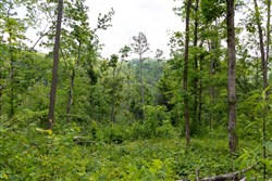 Creek Hollow Phase II Tract 57