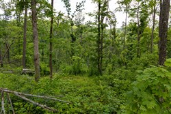 Creek Hollow Phase II Tract 57