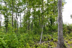 Creek Hollow Phase II Tract 57