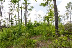 Creek Hollow Phase II Tract 57