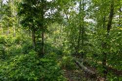 Creek Hollow Phase II Tract 59