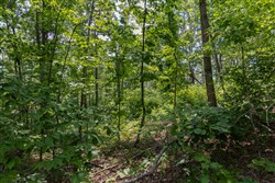 Creek Hollow Phase II Tract 59