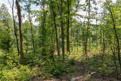 Creek Hollow Phase II Tract 59