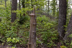 Creek Hollow Phase II Tract 60