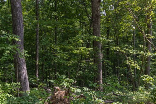 Creek Hollow Phase II Tract 60