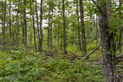 Creek Hollow Phase II Tract 60