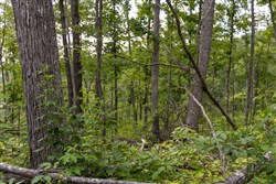 Creek Hollow Phase II Tract 60
