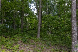 Creek Hollow Phase II Tract 61