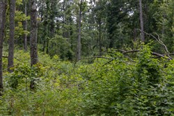 Creek Hollow Phase II Tract 61