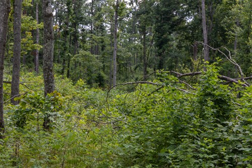 Creek Hollow Phase II Tract 61