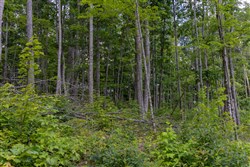 Creek Hollow Phase II Tract 61