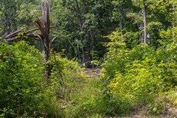 Creek Hollow Phase II Tract 61