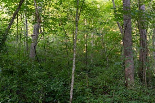 Creek Hollow Phase II Tract 62