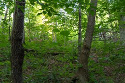 Creek Hollow Phase II Tract 62