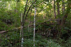 Creek Hollow Phase II Tract 62