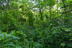 Creek Hollow Phase II Tract 64