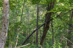 property photo for Creek Hollow Phase II Tract 65, 14.48 acres for sale in Rockcastle County, Kentucky