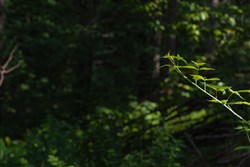 property photo for Creek Hollow Phase II Tract 65, 14.48 acres for sale in Rockcastle County, Kentucky