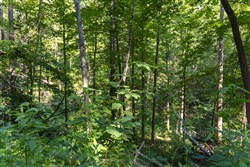 property photo for Creek Hollow Phase II Tract 65, 14.48 acres for sale in Rockcastle County, Kentucky