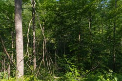 property photo for Creek Hollow Phase II Tract 65, 14.48 acres for sale in Rockcastle County, Kentucky