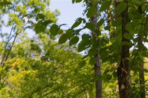 Creek Hollow Phase II Tract 66