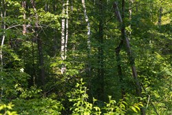 Creek Hollow Phase II Tract 66