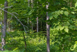 Creek Hollow Phase II Tract 67