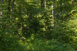Creek Hollow Phase II Tract 67