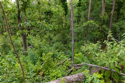 Creek Hollow Phase II Tract 67