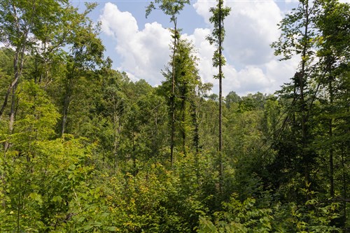 Creek Hollow Phase II Tract 69