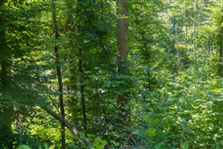 Creek Hollow Phase II Tract 70
