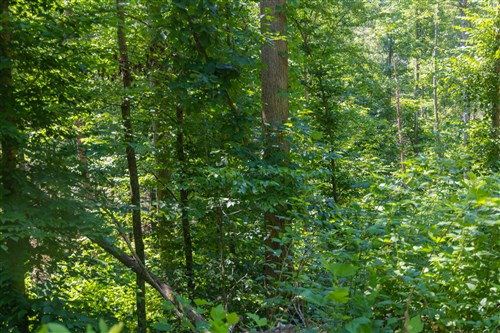 Creek Hollow Phase II Tract 70