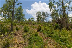 Creek Hollow Phase II Tract 71
