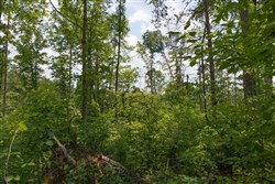 Creek Hollow Phase II Tract 72