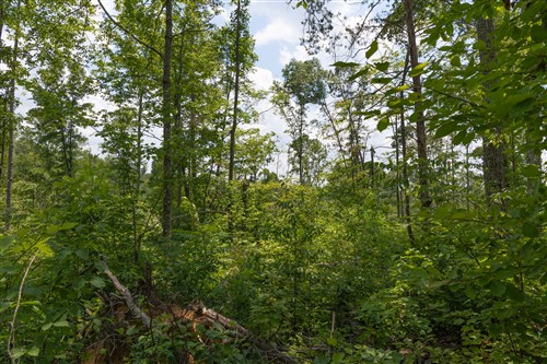 Creek Hollow Phase II Tract 72