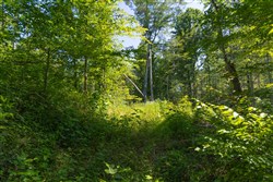 Creek Hollow Phase II Tract 74