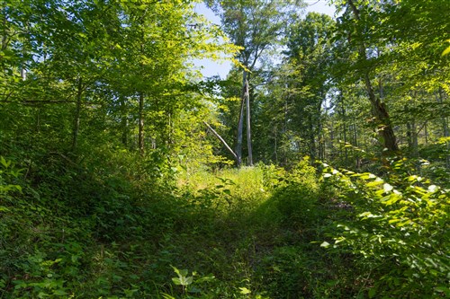 Creek Hollow Phase II Tract 74