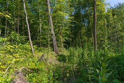 Creek Hollow Phase II Tract 74