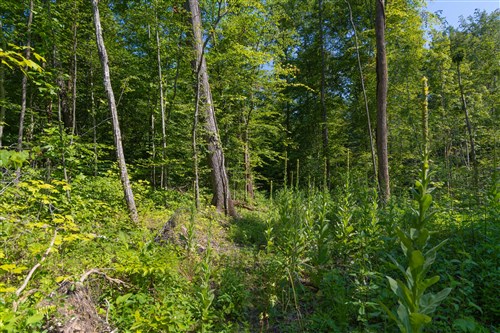 Creek Hollow Phase II Tract 74
