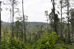 Creek Hollow Phase II Tract 75