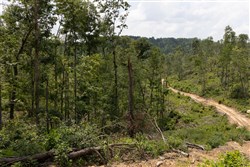 Creek Hollow Phase II Tract 75
