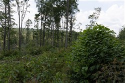 Creek Hollow Phase II Tract 75
