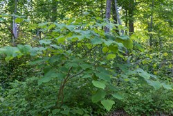 Creek Hollow Phase II Tract 76