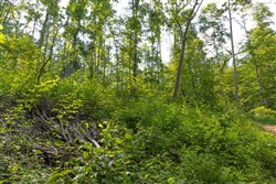 Creek Hollow Phase II Tract 76