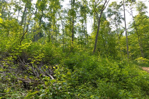 Creek Hollow Phase II Tract 76
