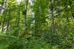 Creek Hollow Phase II Tract 76